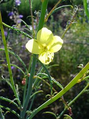 camissonia californica